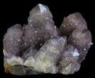 Cactus Quartz (Amethyst) Crystal Cluster - South Africa #64226-2